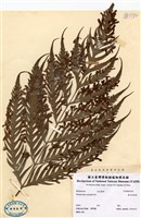 藏品(東方狗脊蕨)的圖片